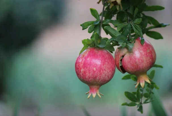 Evdə nar yetişdirməyin qaydaları