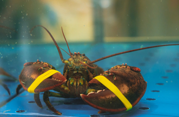 Britaniyadan lobsterlərin və xərçənglərin diri-diri qaynar suda bişirilməsi ilə bağlı qərar