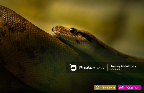 Mərkəzi Nəbatat Bağında azyaşlını ilan sancıb?