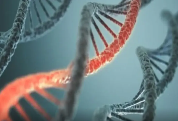 Alimlər insan orqanlarını təəccüblü bir yerdə böyüdürlər