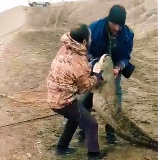 Azərbaycanda kanaldan tilovla nəhəng balıq tutuldu - FOTO
