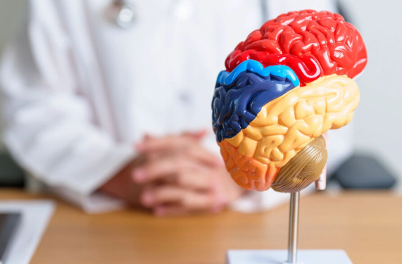 Beyin qabığının incəlməsinin səbəbləri açıqlanıb