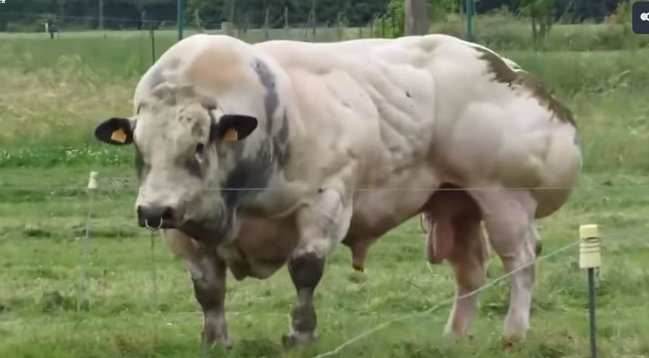 Dünyanın ən böyük əzələli öküzü - Baxanlar bir daha baxmaq istəyir - FOTOLAR