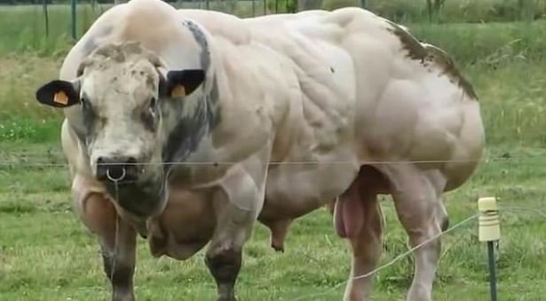 Dünyanın ən böyük əzələli öküzü - Baxanlar bir daha baxmaq istəyir - FOTOLAR