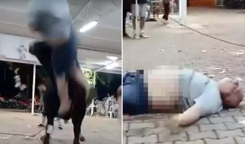 Öküz ona yaxınlaşan kişini havaya uçurdu - VİDEO