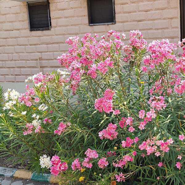 Xoş qoxusu VAR: Parklarda gördüyümüz bu bitki ZƏHƏRLİDİR? - VİDEO