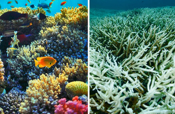 Yer kürəsi təhlükə astanasında: Mərcan rifləri məhv olur