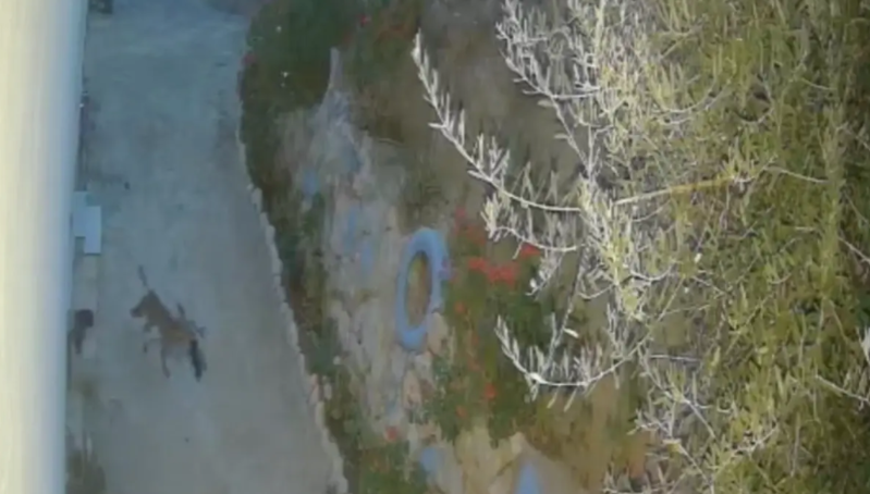 Vətəndaşlar evin önündəki ayaqqabıların hara yoxa çıxdığını axtarırdı - Oğru tülkü imiş - VİDEO