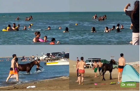 Pirşağı çimərliyində atlar dənizə salındı - Vətəndaşlar NARAZIDIRLAR