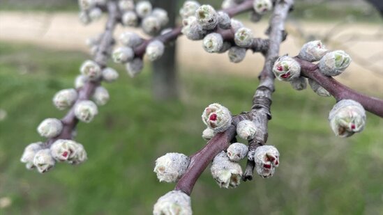 Ədirnədə badam ağacları çiçək açıb