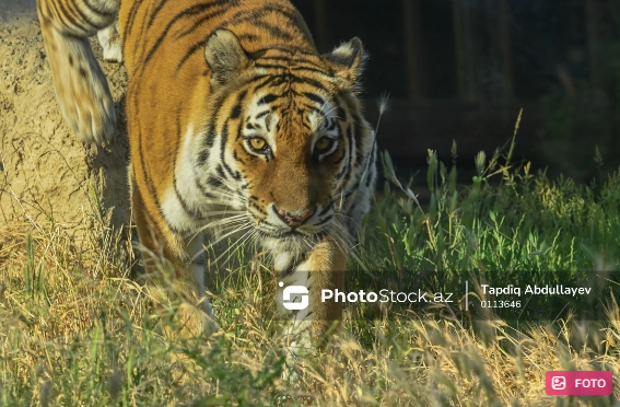 ABŞ-də pələng təlimçini öldürdü