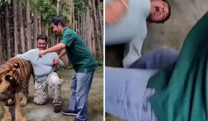 Selfi çəkdirmək istədiyi pələngin hücumuna məruz qalan turist ağır yaralanıb