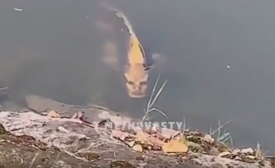 Çində insan üzlü balıq tapıldı-ŞOK VİDEO
