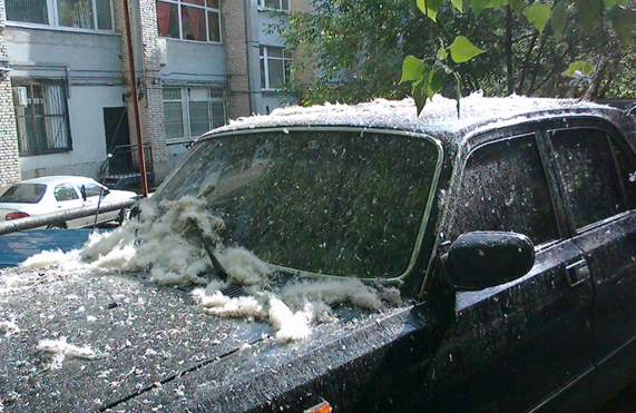 Sürücülərə xəbərdarlıq: Qovaq ağacının tozu avtomobilləri sıradan çıxara bilər