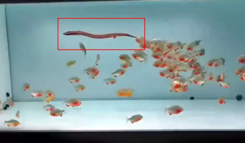Pirana balığı dolu akvariuma canlı ilan atdılar, nəticə dəhşətə gətirdi