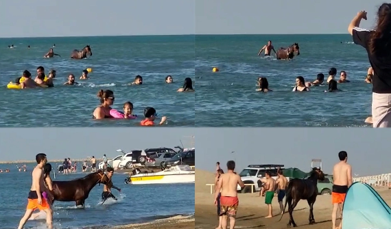Pirşağı çimərliyində atla dənizə girən şəxs MƏSULİYYƏTƏ CƏLB OLUNDU