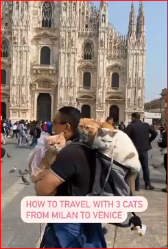 Üç pişiyi ilə dünyanı gəzən vəkil