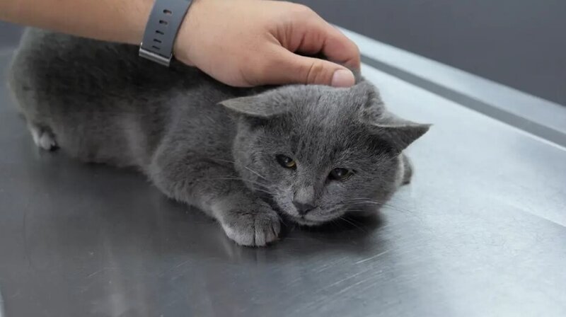 İştahsız pişiklərini baytara aparan cütlük görün nəylə üzləşdilər