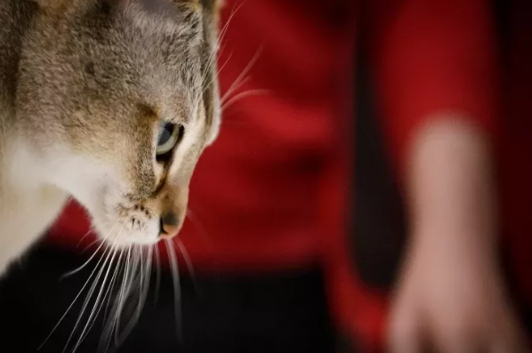 Pişiklərin gözlərinin qaranlıqda işıq saçmasının SƏBƏBİ