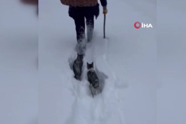 Pişiklərinə yem aparmaq üçün görün hansı yollardan keçir - VİDEO