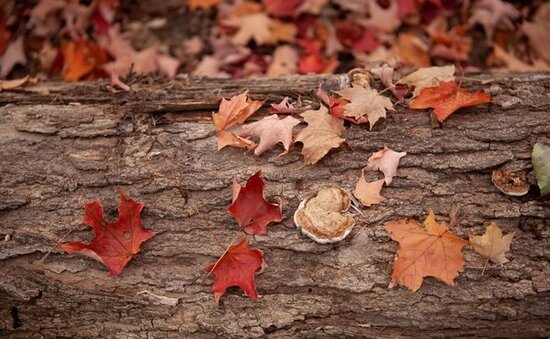 Şənbə gününə olan hava proqnozu