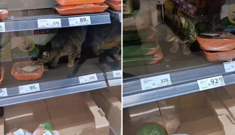 Pişik marketə girib ət yedi, səlahiyyətlilər tənqid edildi