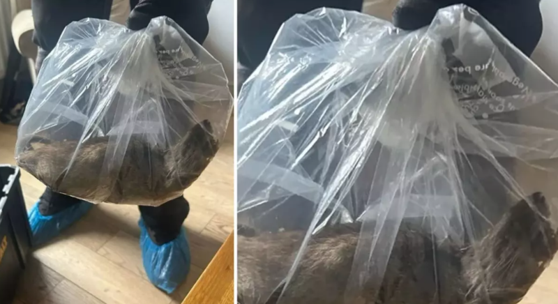 Görənlər gözlərinə inana bilmir! Evdən pişik ölçüsündə canlı tapıldı