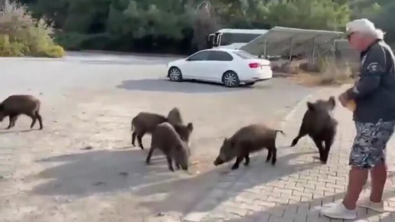 Çöl qabanı turistin qolunu dişlədi