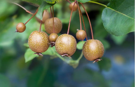 Qaraciyəri spirtli içkilərin yaratdığı zərərdən qoruya bilən meyvənin adı açıqlandı - Elmi tədqiqat