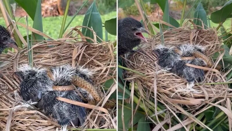 Bir ananın çarəsizliyi: Görüntüləri qeyd alan şəxs müdaxilə etmədi - VİDEO