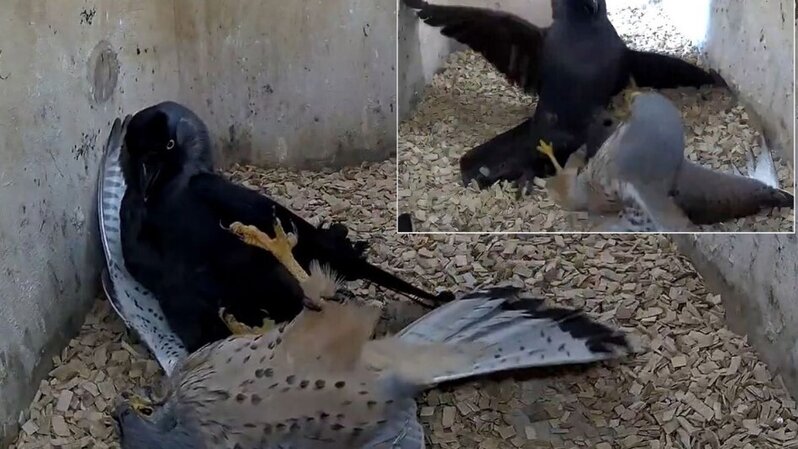 Balalarını itirən qarğaların yırtıcı quşa hücumu diqqət çəkdi - VİDEO