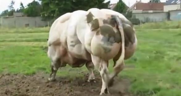 Dünyanın ən böyük əzələli öküzü - Baxanlar bir daha baxmaq istəyir - FOTOLAR