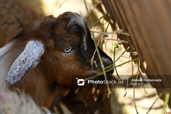 "Fata"lı, qırmızı kəpənəkli qoyunlar: Qurban bayramı öncəsi hazırlıqlar - FOTO