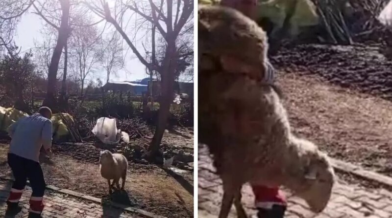 Qoçla güləşdi, sosial mediada viral oldu - VİDEO