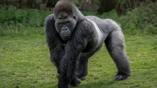 ZOOPARKDA DƏHŞƏTLİ ANLAR: Qorilla insanlara hücum etdi - VİDEO