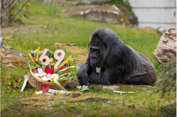 Dünyanın ən yaşlı qorillası 69 yaşını qeyd etdi