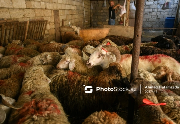 Bayramqabağı bazarda son vəziyyət: 250 manatdan 450 manatadək satılan qurbanlıqlar
