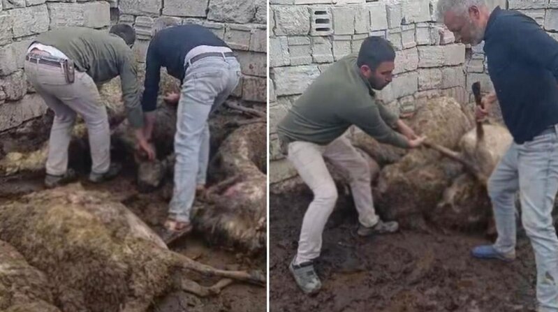 Səhər tövləyə girən fermer dəhşətlə üzləşdi: 50 qoyun tələf oldu