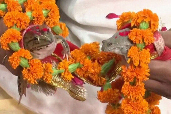 Hindistanda yağışı çağırmaq üçün qurbağaları evləndirdilər
