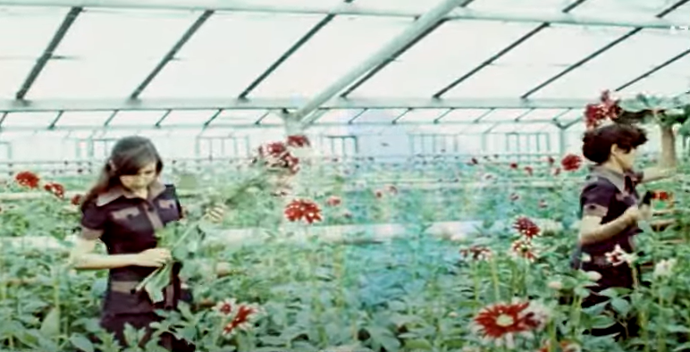 Qumlu düzdə yaradılan möcüzə! NADİR GÖRÜNTÜLƏR - VİDEO