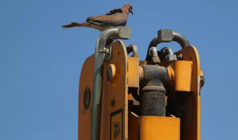 Qumru eskavatorun bumu üzərində yuva qurub deyə sürücü 17 gündür işə çıxmır