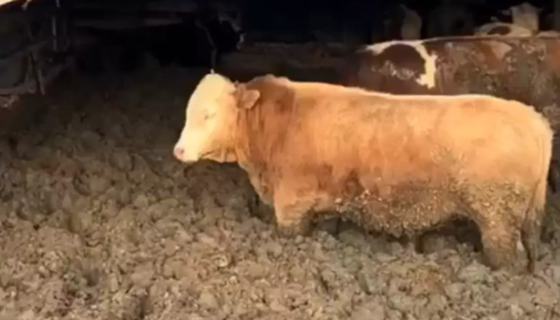 Qurban bayramına az qalmış heyvanları kökəltmək üçün görün hansı üsula əl atıblar