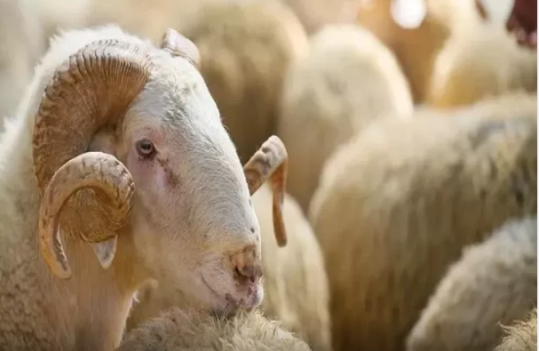 Qurbanlıq heyvan bayramdan qabaq ölsə nə etmək lazımdır?