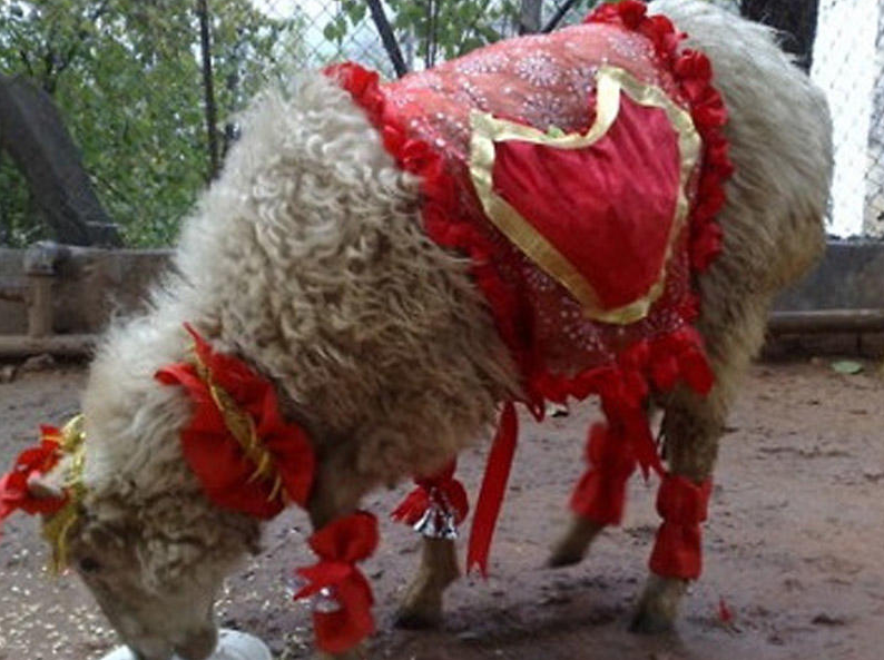 İlahiyyatçı: "Nişanlı qız üçün qurban kəsilməsi dini qanun deyil"