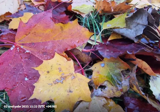 Qurumuş yarpaqları yandırmayın - Bitkilər üçün faydalıdır