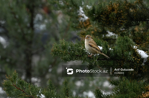 Yer kürəsi quşların yox olması böhranı ilə üz-üzədir
