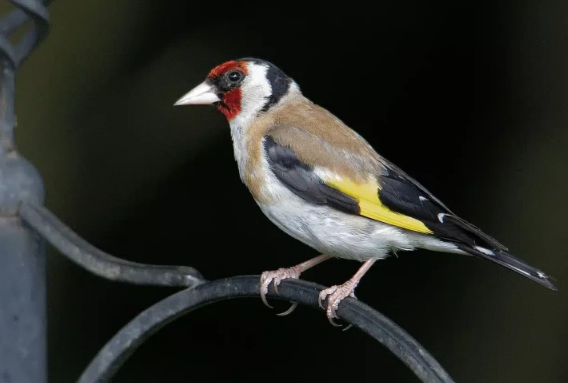 İnsan səsi ilə "danışan" quş internetin ulduzu oldu - VİDEO