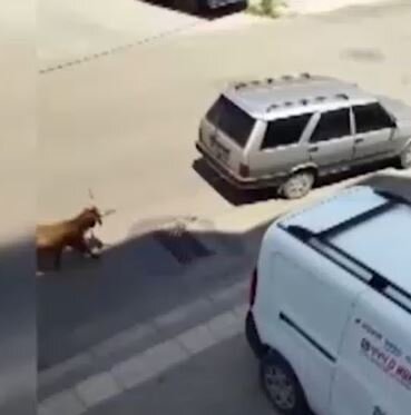 Heyvanı avtomobilə bağlayıb sürüdü - VİDEO