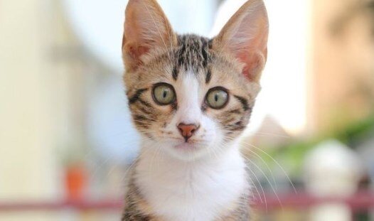 Su quyusuna düşmüş pişiyi FHN-in əməkdaşları — XİLAS ETDİ