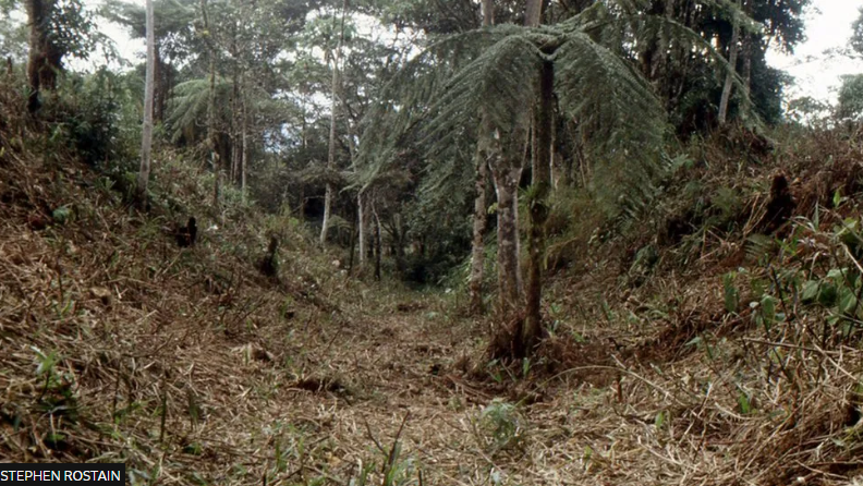 Alimlərdən tarixi KƏŞF... 2500 il bitki örtüyü altında olub - FOTO